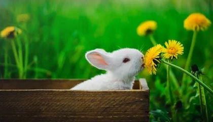 云开体育app下载-皇马瞄准维蒂尼亚为首选，罗德里成备选方案|曼城|瓜迪奥拉|皇家马德里|巴黎圣日耳曼|葡萄牙_新浪体育_新浪新闻